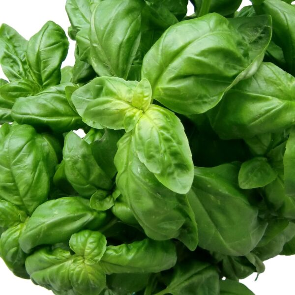 Herb Basil Genovese The Seed Warehouse