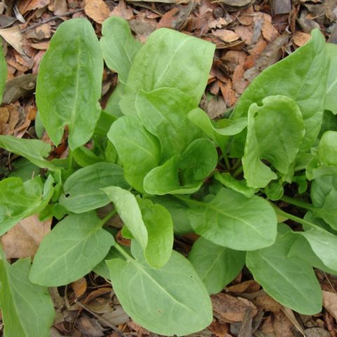 Herb Sorrel Large Leafed