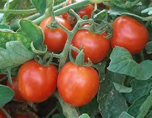 Tomato Large Red Cherry