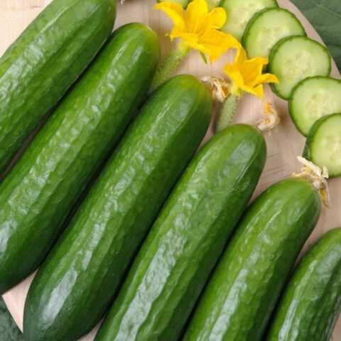 Cucumber Marketmore