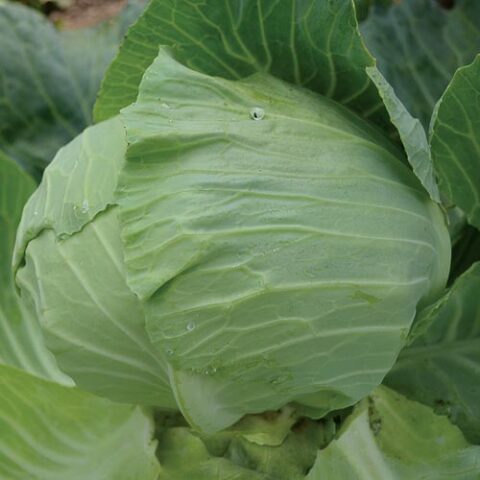 Cabbage Early Round Dutch
