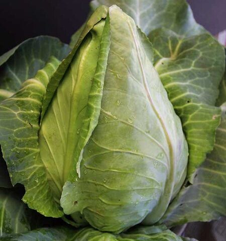 Cabbage Charleston Wakefield