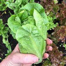 Lettuce Little Gem Organic