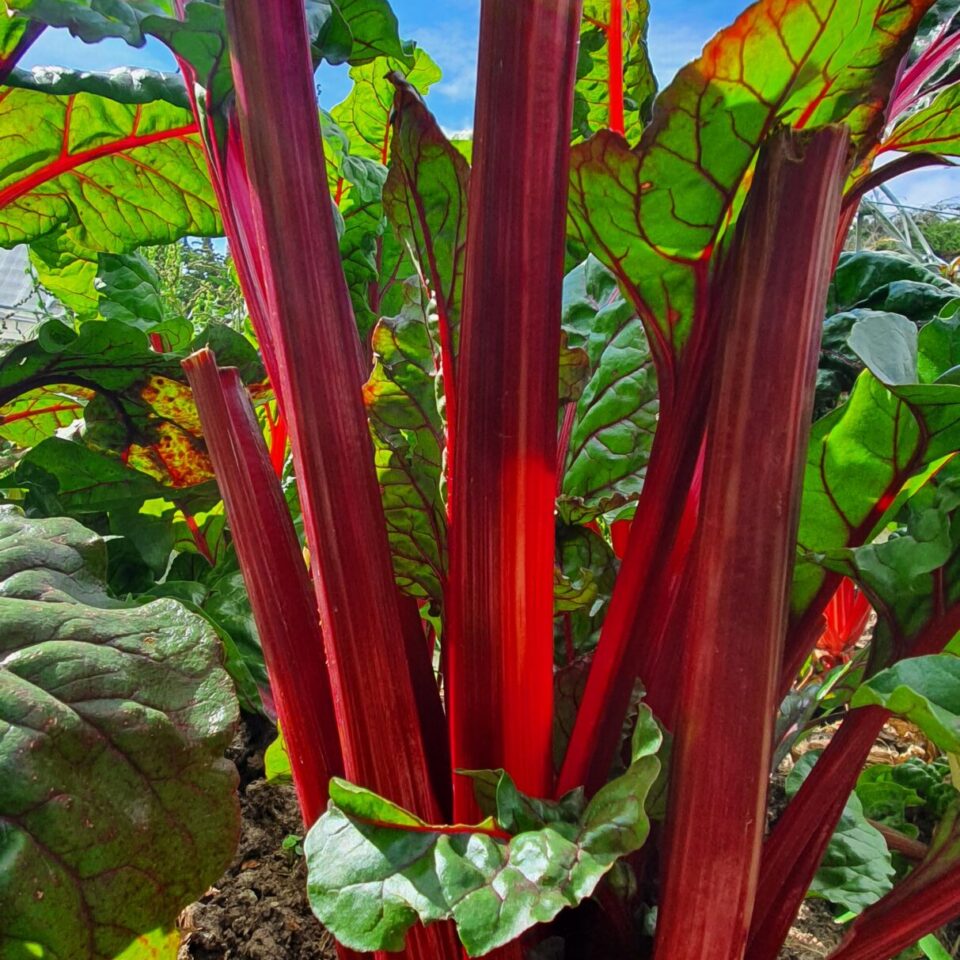 Swiss Chard Rhubarb Beet The Seed Warehouse