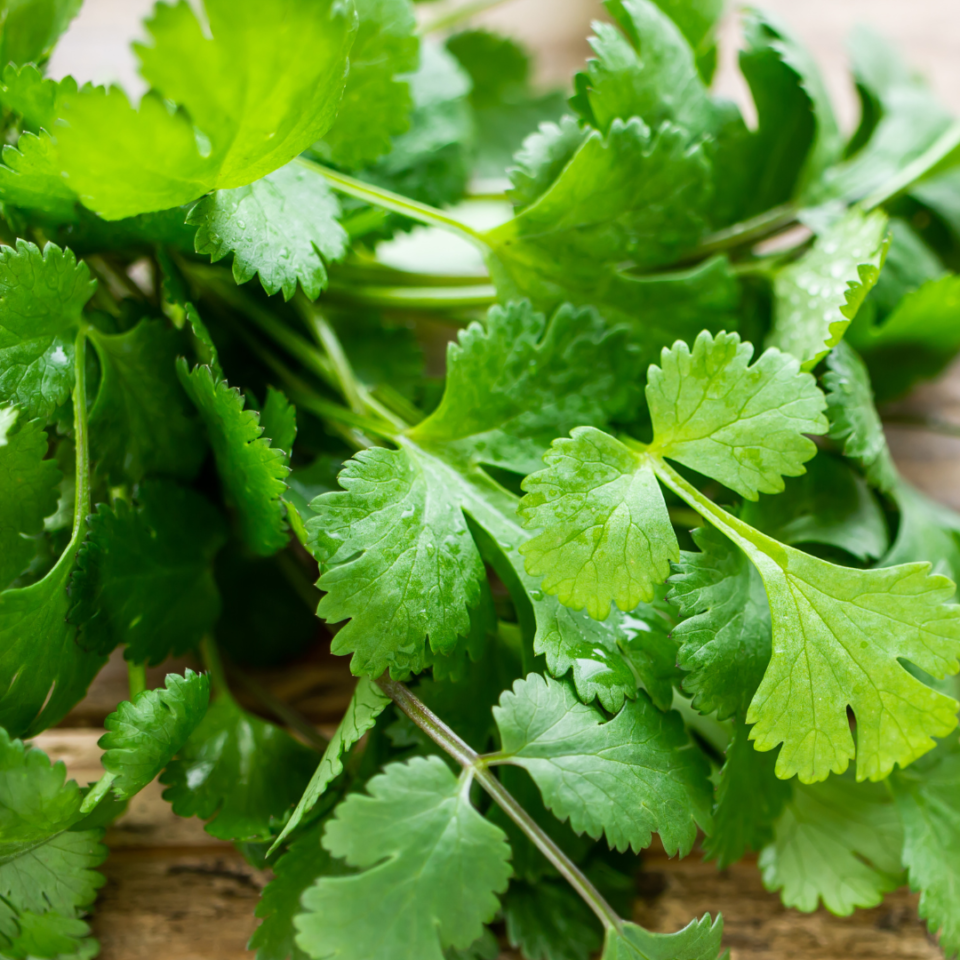 Herb Coriander Slow Bolt The Seed Warehouse