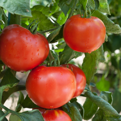 Tomato Plant Food Box