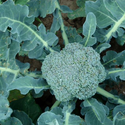 Broccoli Green Calabrese Sprouting