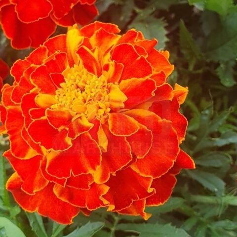 Flower Marietta French Marigold