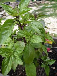 Herb Cinnamon Basil Organic