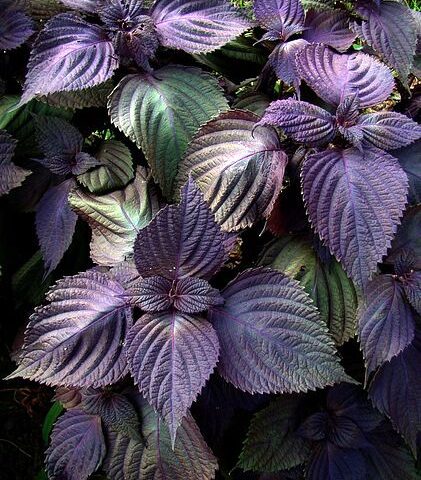 Herb Shiso Purple